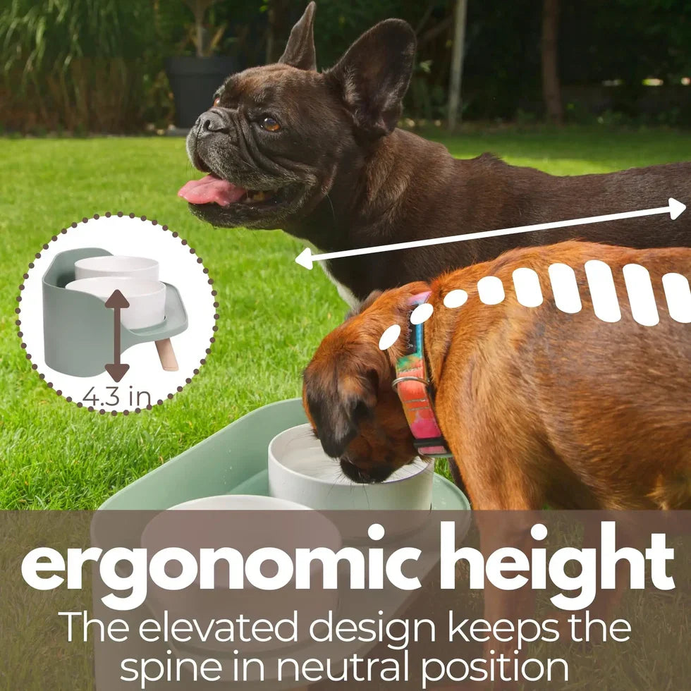 Adjustable-Elevated-French-Bulldog-Bowl-Set.jpg