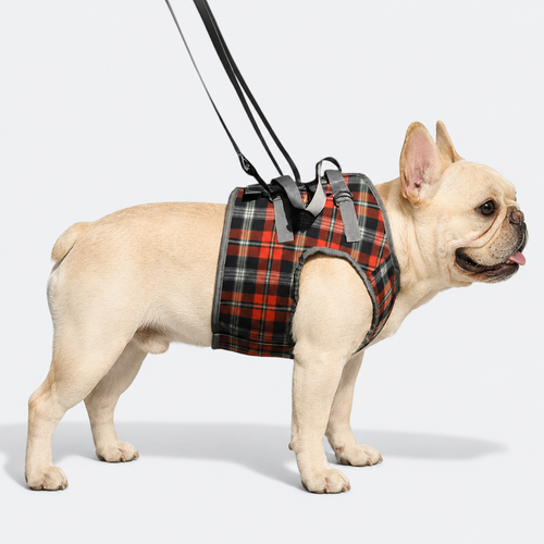 French-Bulldog-Adjustable-Lift-Harness.jpg