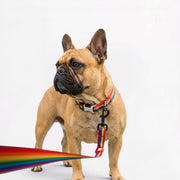 French-Bulldog-Collar-Leash-Duo.jpg
