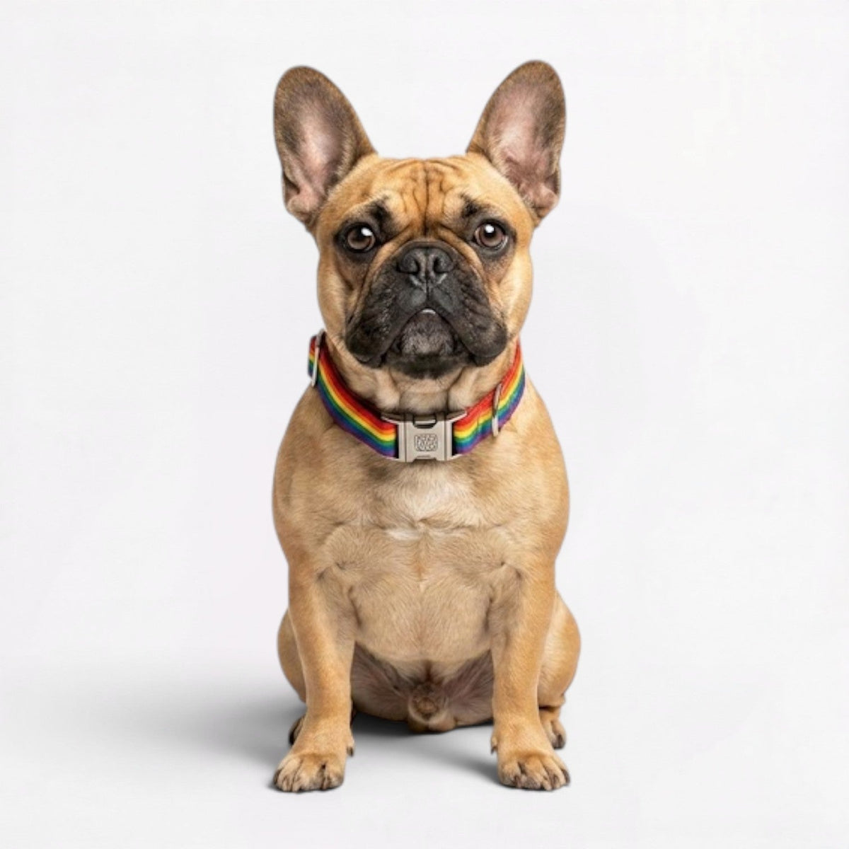 French-Bulldog-Collar-Leash-Duo.jpg