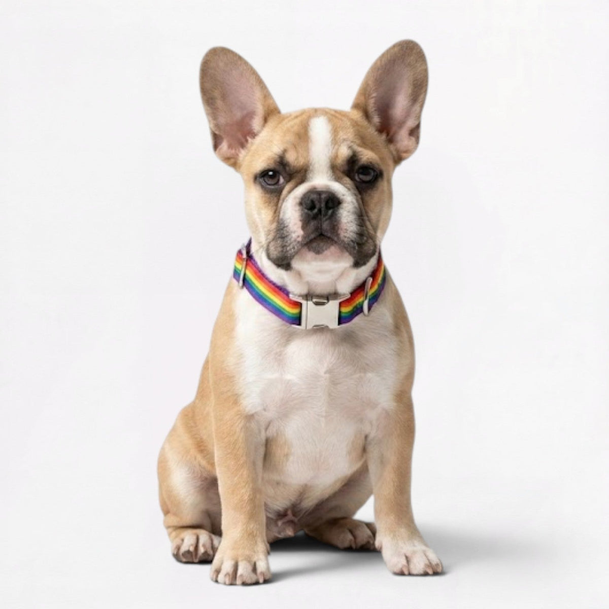 French-Bulldog-Collar-Leash-Duo.jpg