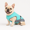 French-Bulldog-Summer-Cooling-Vest.jpg