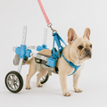 Frenchie-Adjustable-Wheelchair.jpg