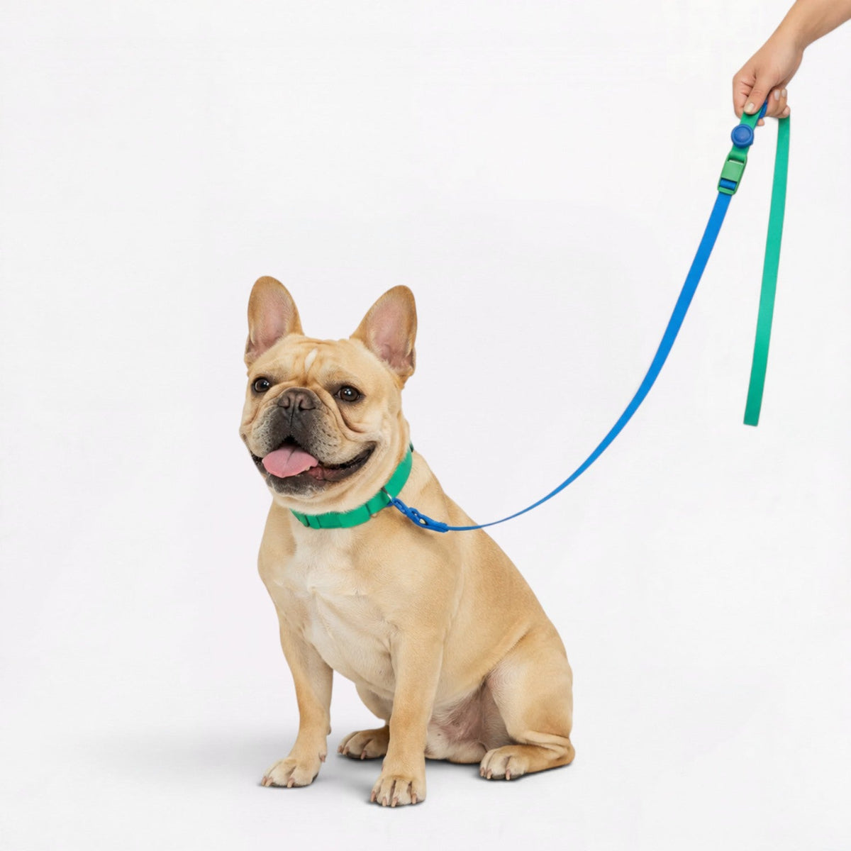 Frenchie-Anti-Fouling-Collar-Leash-Set.jpg