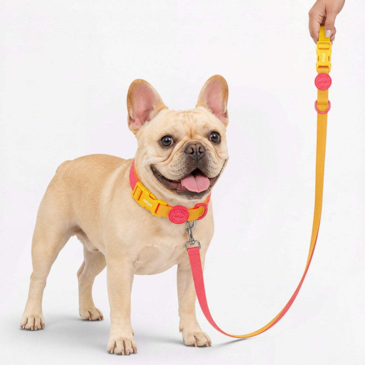 Frenchie-Anti-Fouling-Collar-Leash-Set.jpg