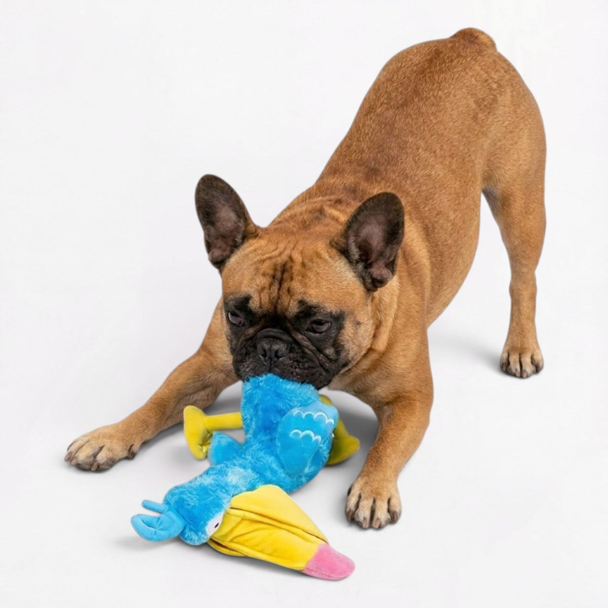 Frenchie-Big-DaDa-Bird-Squeaky-Toy.jpg