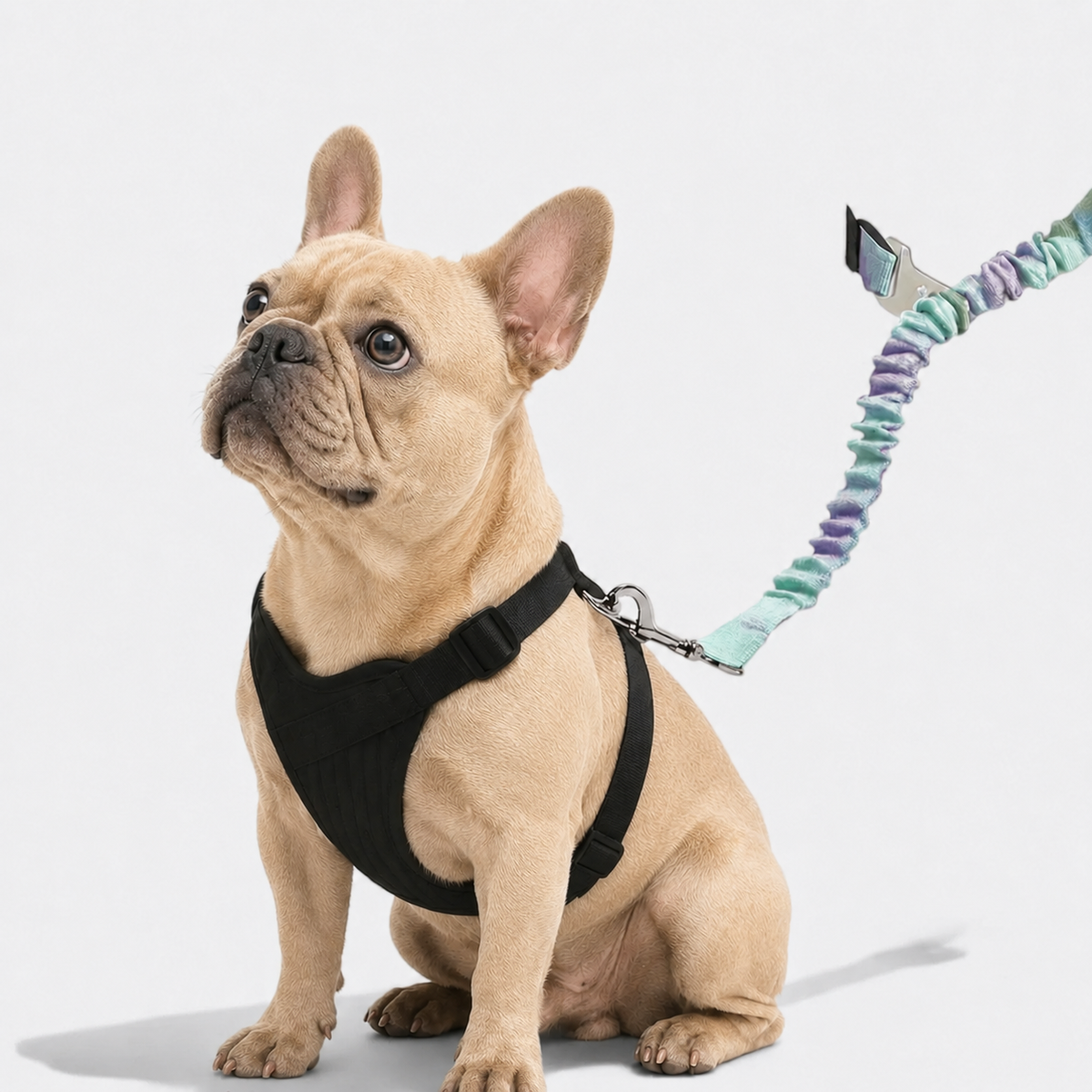 Frenchie-Car-Safety-Seat-Belt.jpg