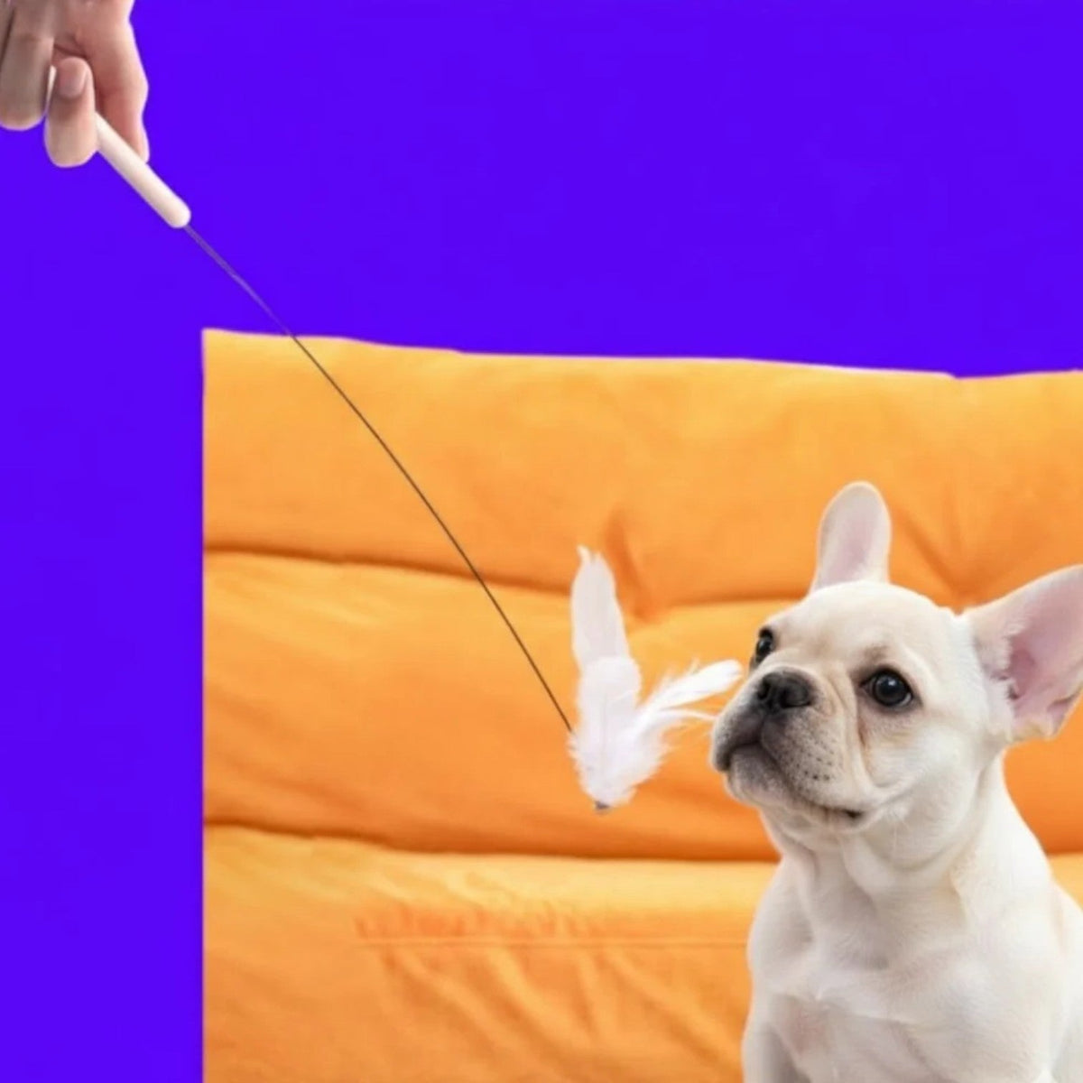 Frenchie-Corner-Scratching-Toy.jpg