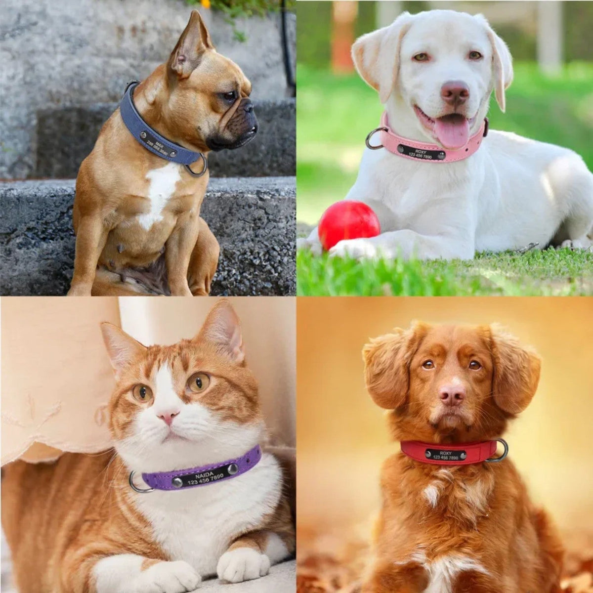 Frenchie-Engraved-Leather-Collar.jpg