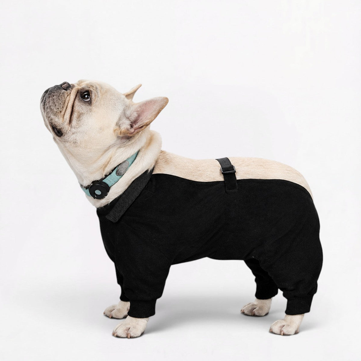 Frenchie-Full-Body-Waterproof-Jumpsuit.jpg