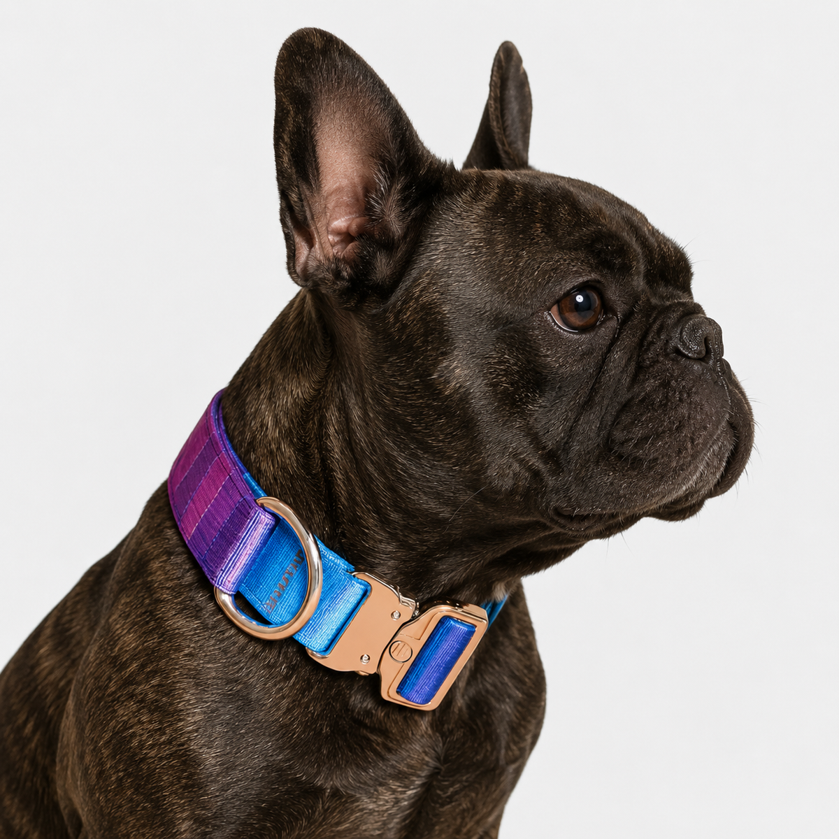 Frenchie-Gradient-Tactical-Collar-Leash-Set.jpg