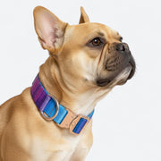 Frenchie-Gradient-Tactical-Collar-Leash-Set.jpg