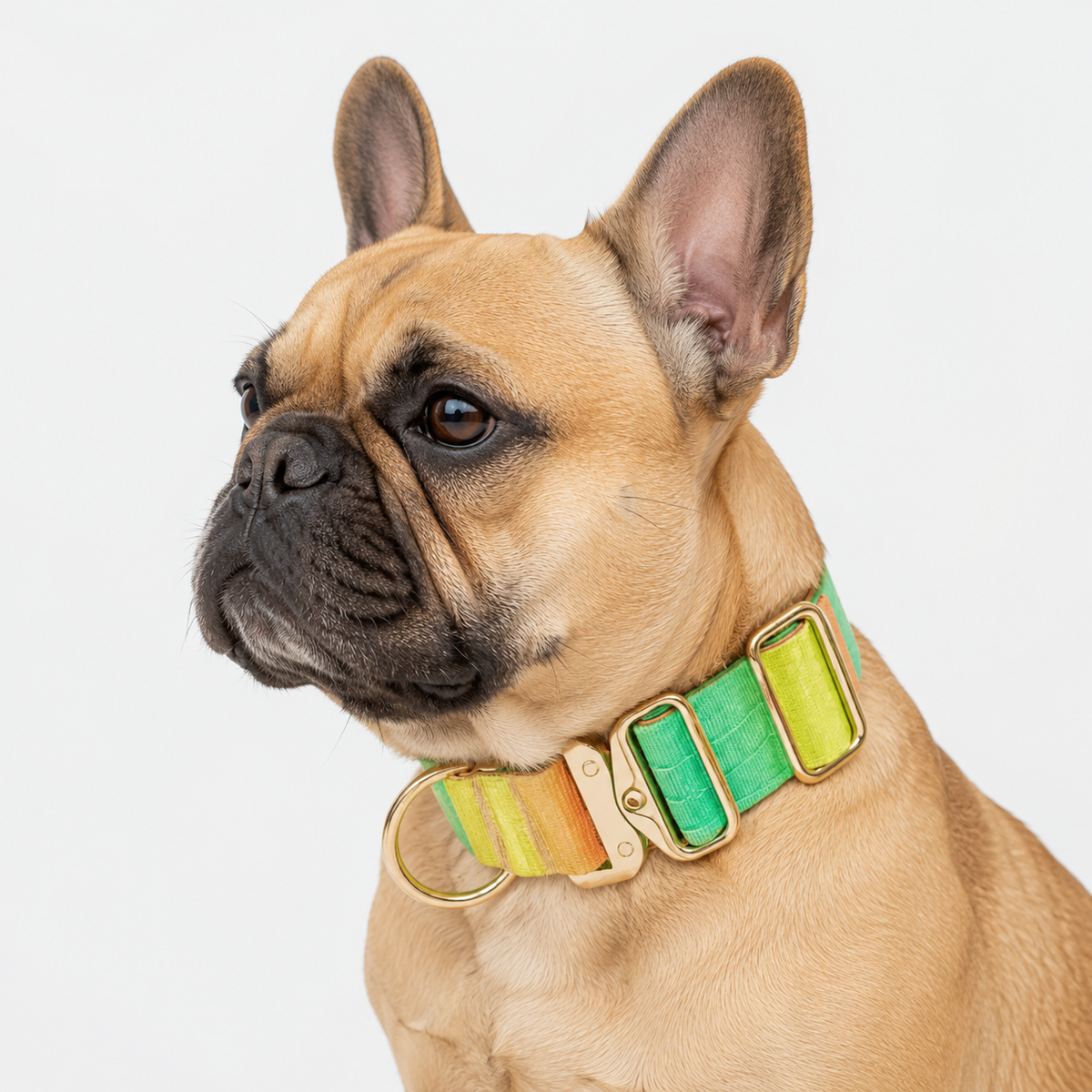 Frenchie-Gradient-Tactical-Collar-Leash-Set.jpg