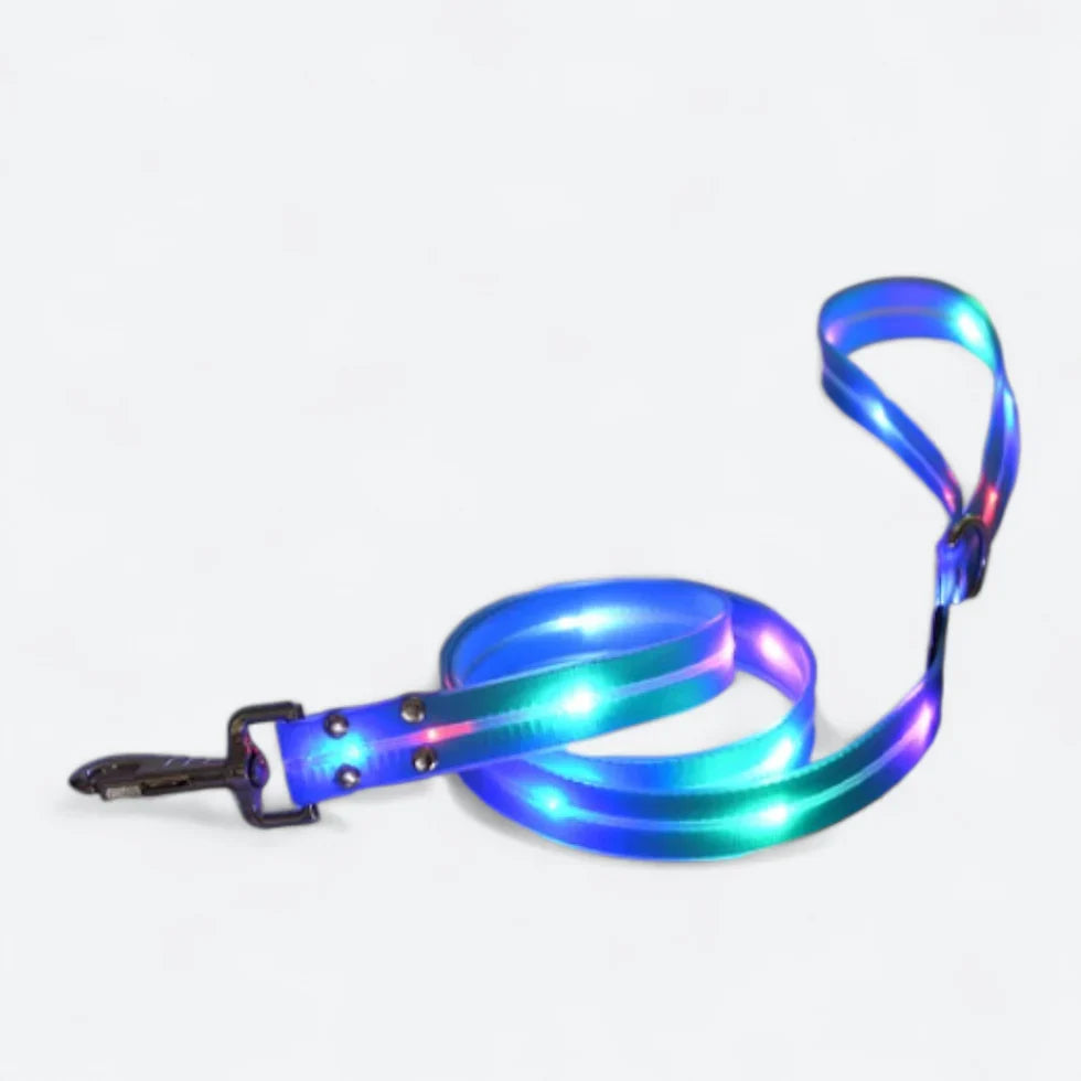 Frenchie-LED-Luminous-Collar-Leash-Set.jpg