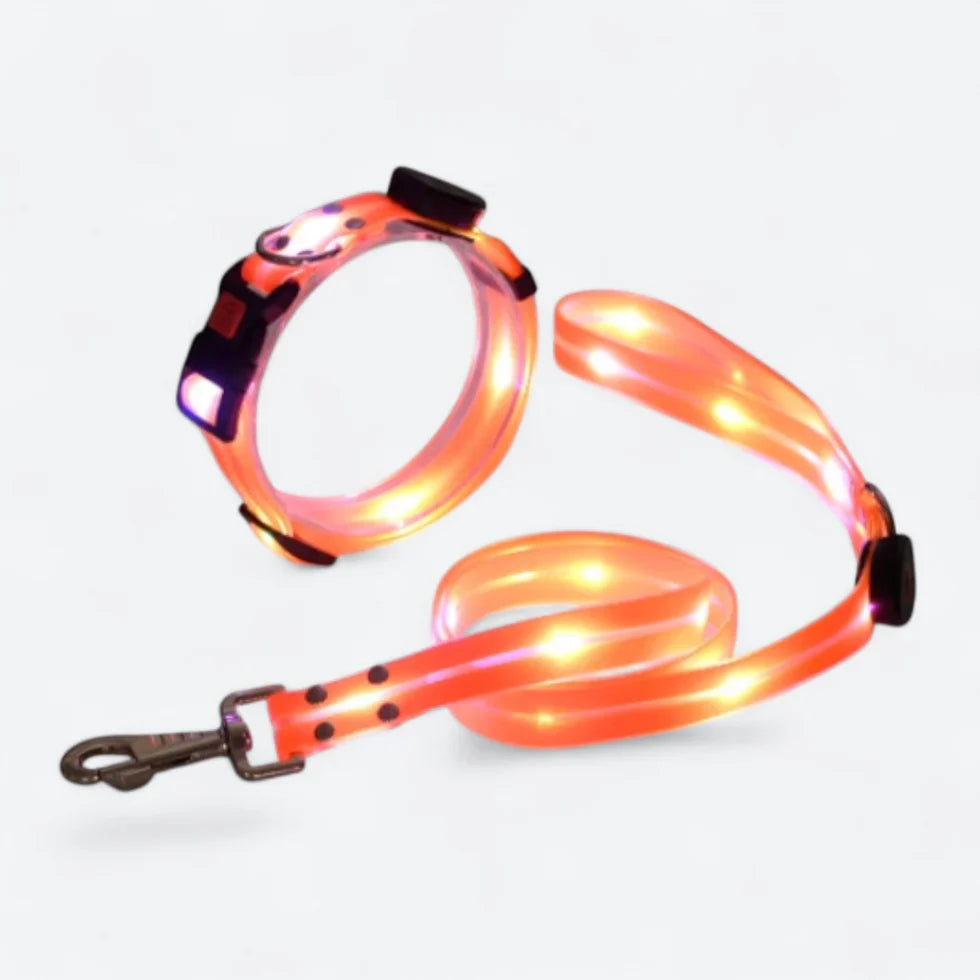 Frenchie-LED-Luminous-Collar-Leash-Set.jpg