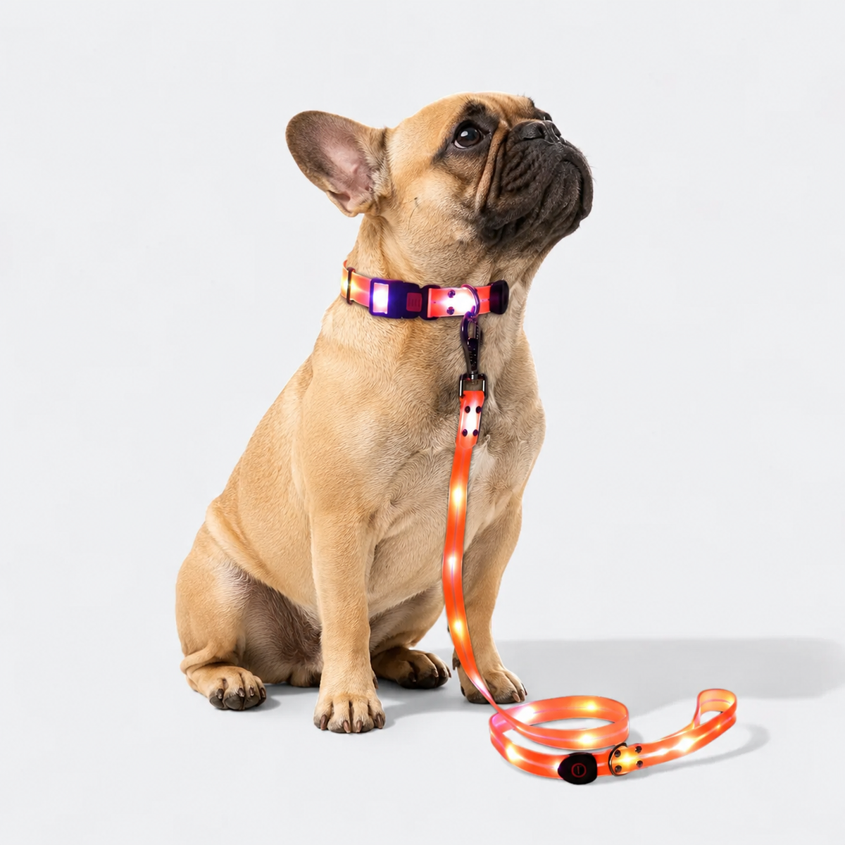 Frenchie-LED-Luminous-Collar-Leash-Set.jpg