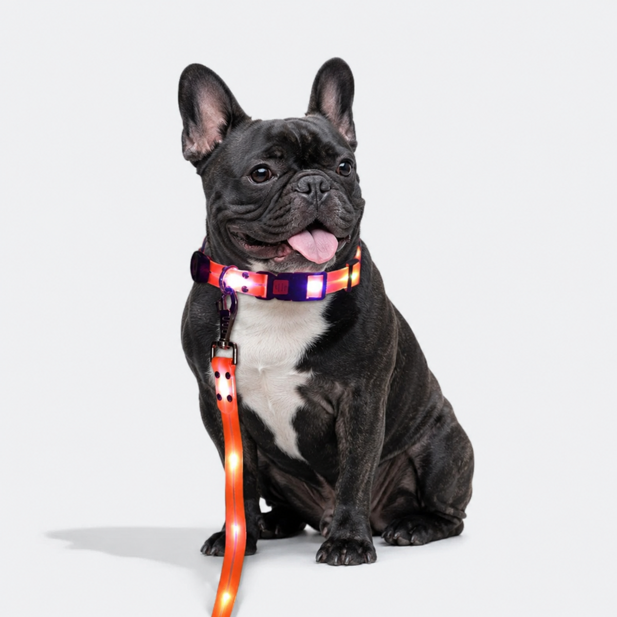 Frenchie-LED-Luminous-Collar-Leash-Set.jpg