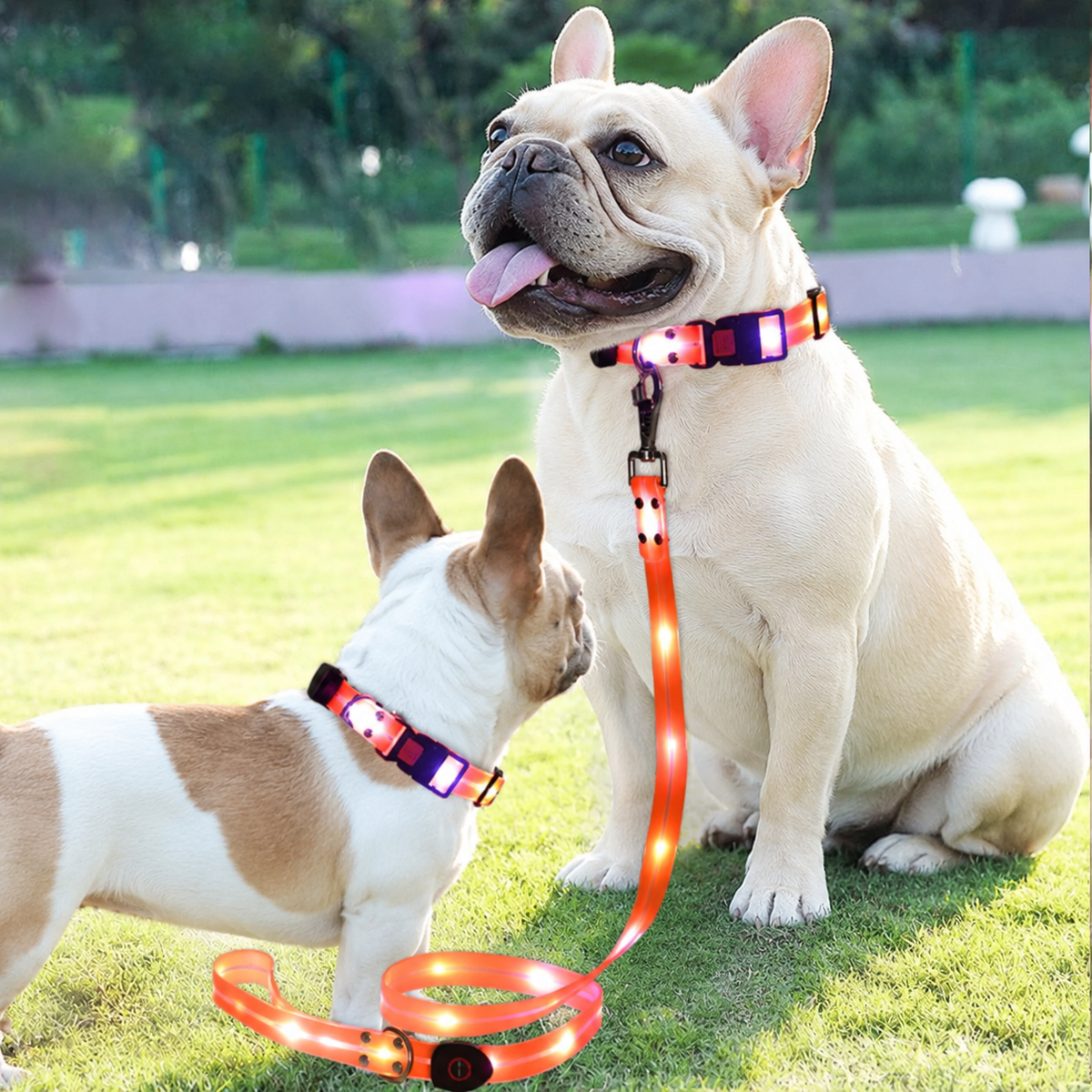 Frenchie-LED-Luminous-Collar-Leash-Set.jpg