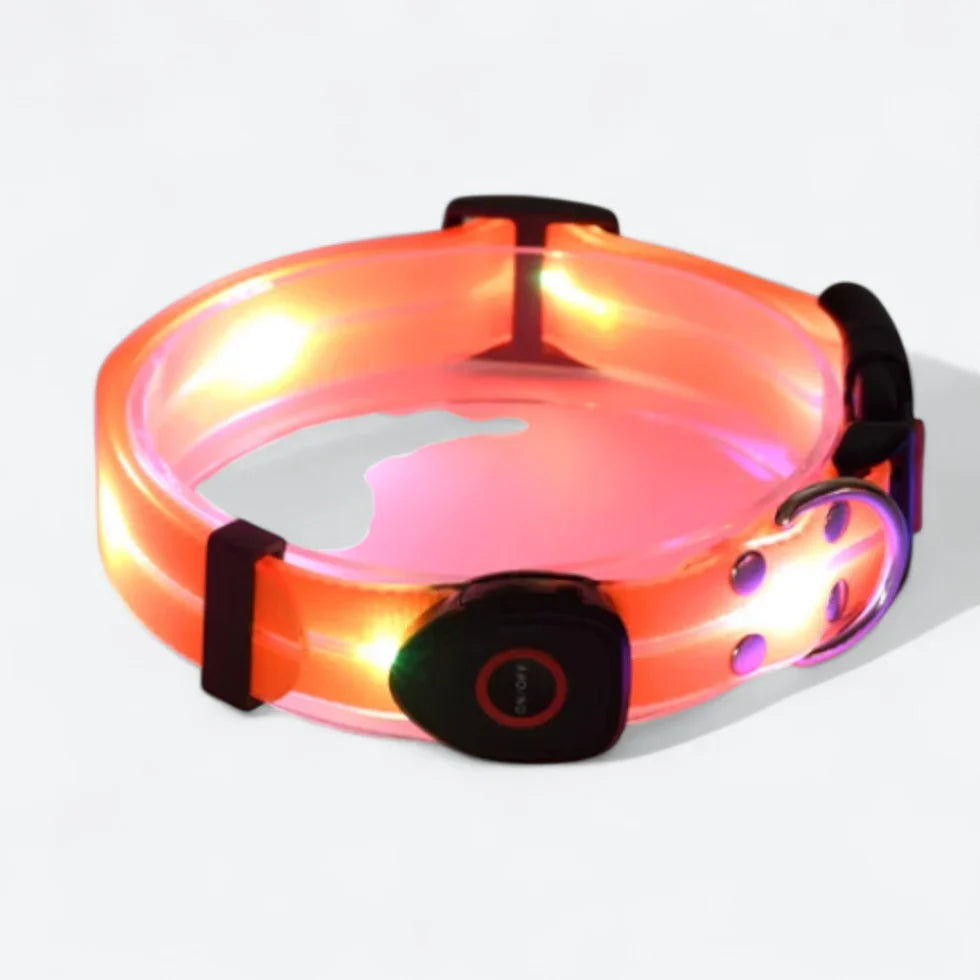 Frenchie-LED-Luminous-Collar-Leash-Set.jpg