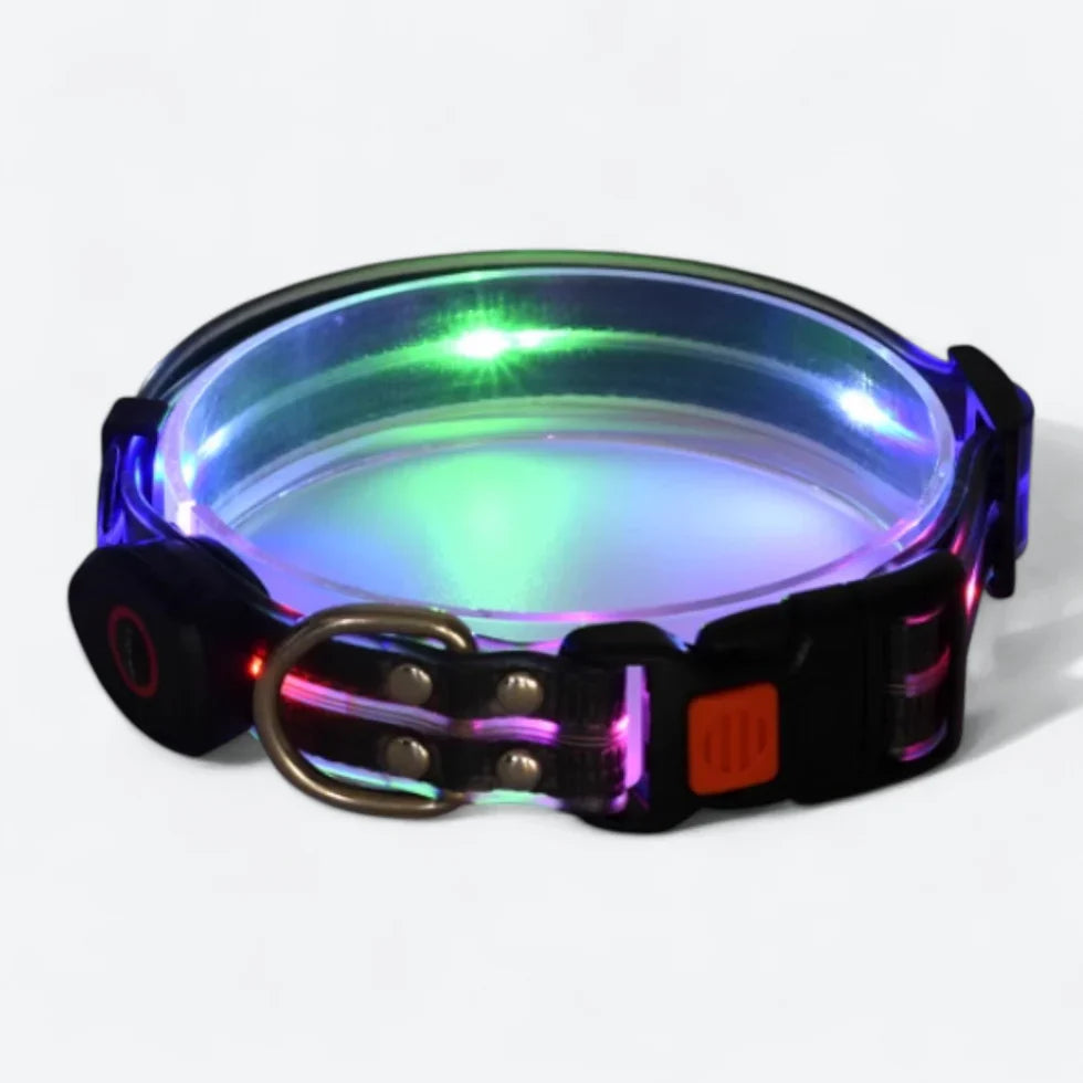 Frenchie-LED-Luminous-Collar-Leash-Set.jpg