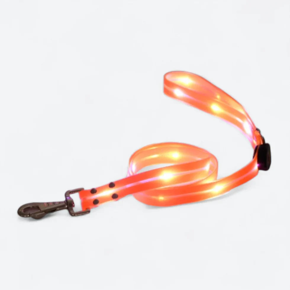 Frenchie-LED-Luminous-Collar-Leash-Set.jpg