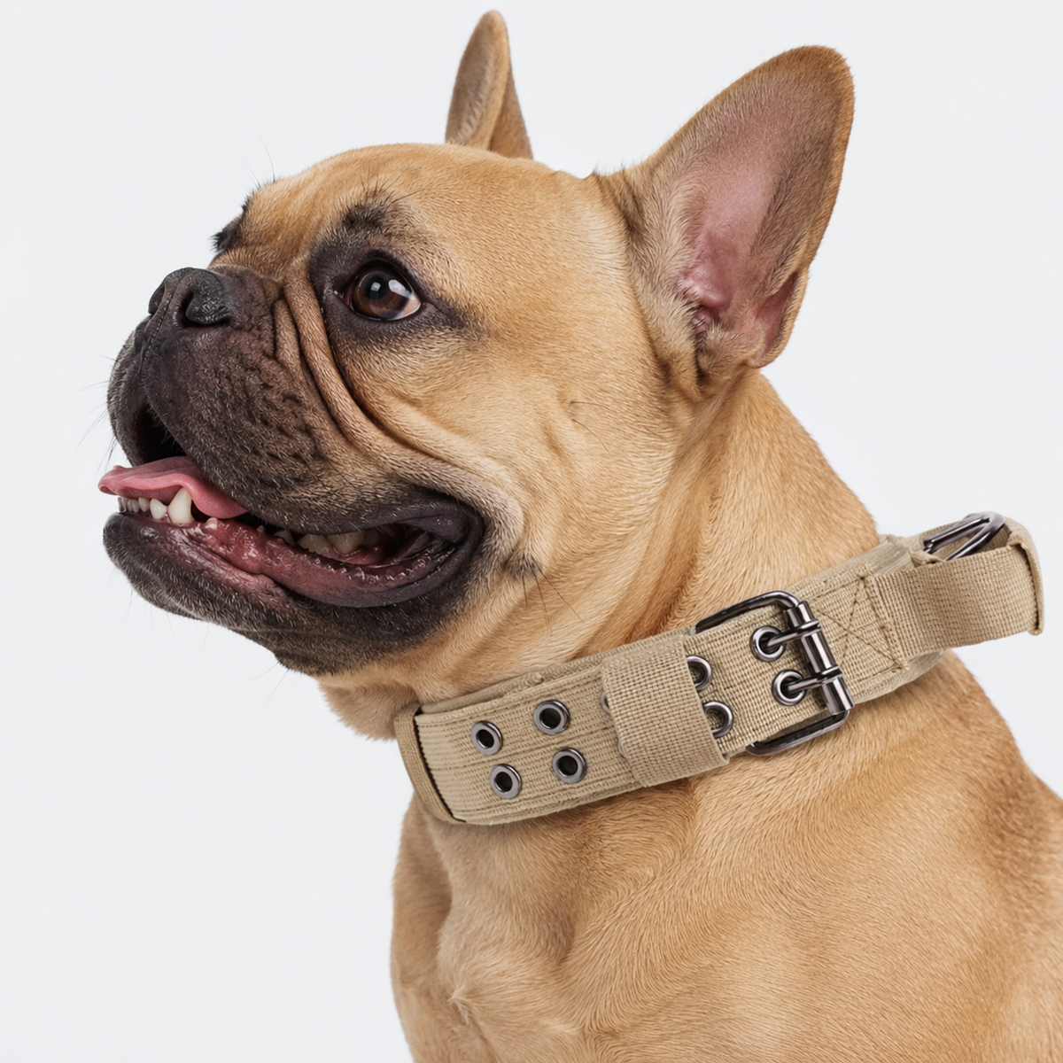 Frenchie-Outdoor-Tactical-Collar-Leash-Set.jpg