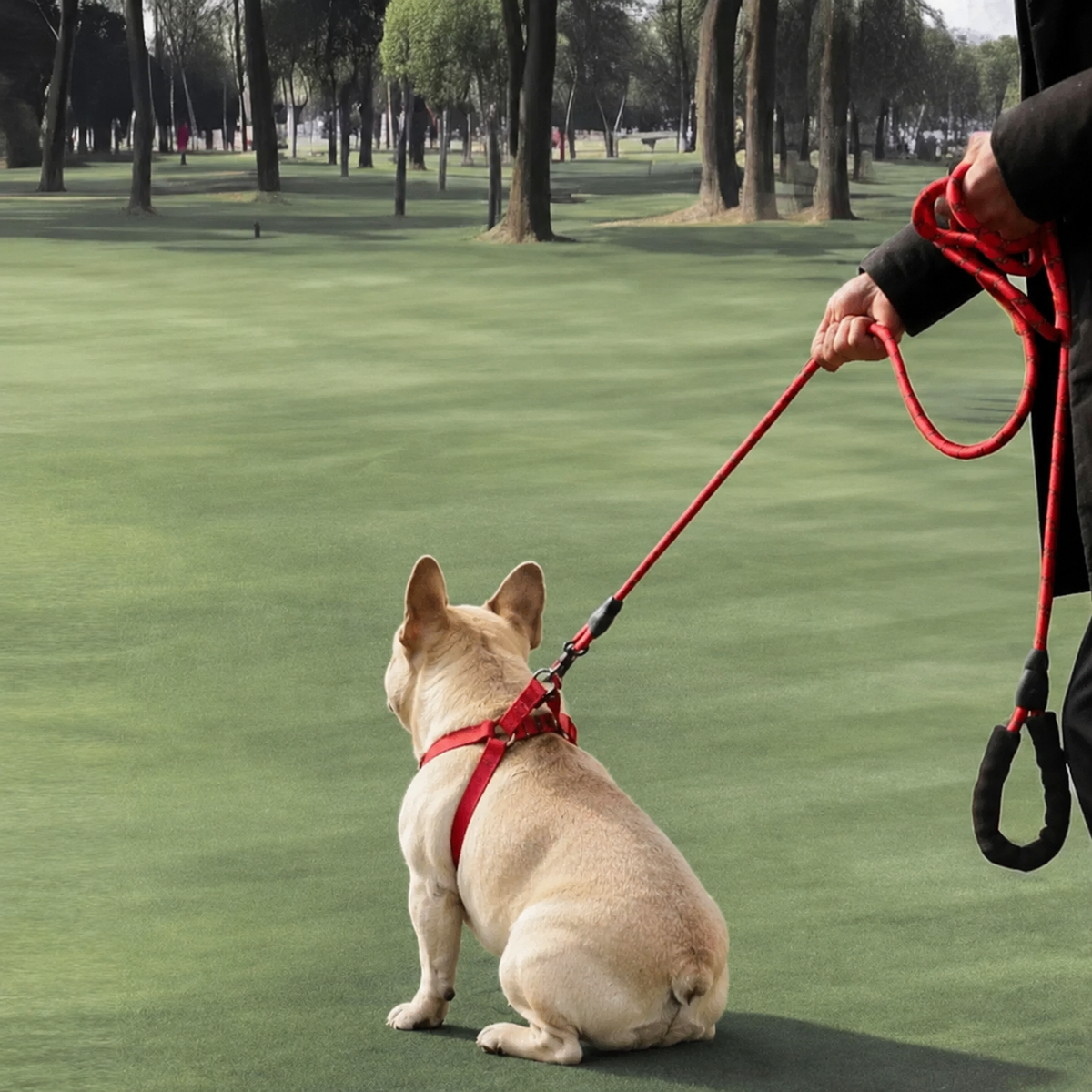 Frenchie-Reflective-Harness-Collar-Leash-Set.jpg