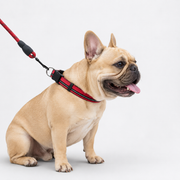 Frenchie-Reflective-Nylon-Collar-Leash-Set.jpg