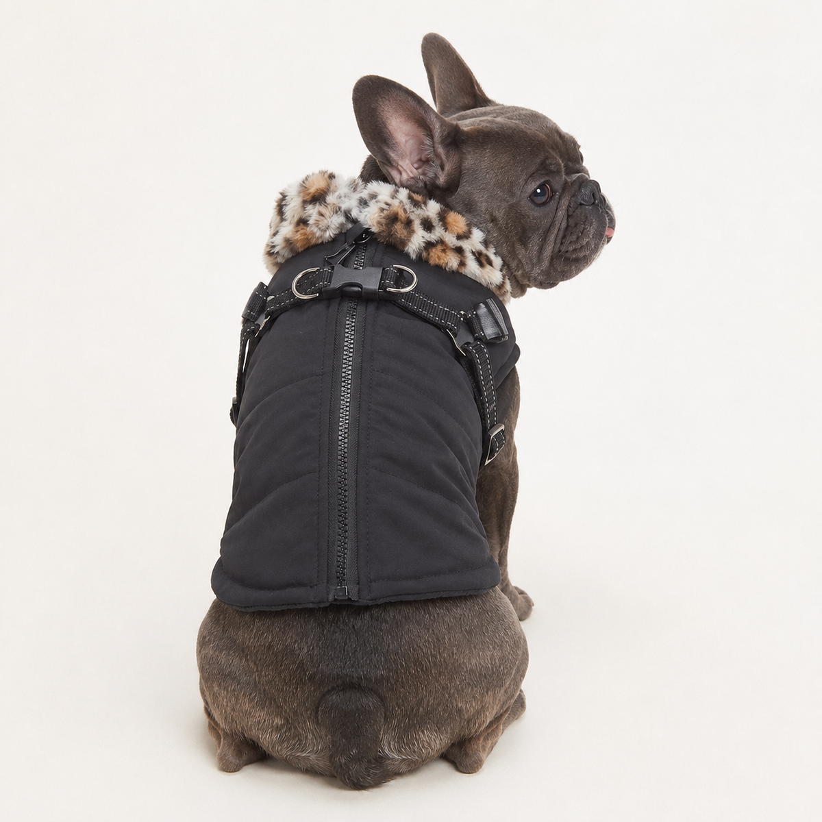 Frenchie-Reflective-Waterproof-Jacket.jpg