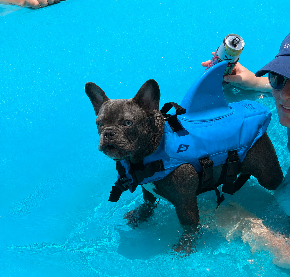 Frenchie-Shark-Life-Vest.jpg