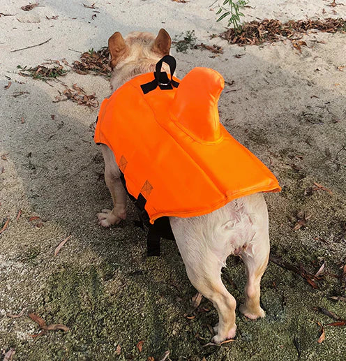 Frenchie-Shark-Life-Vest.jpg