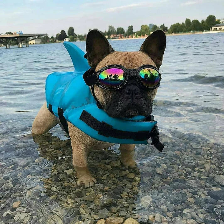 Frenchie-Shark-Life-Vest.jpg