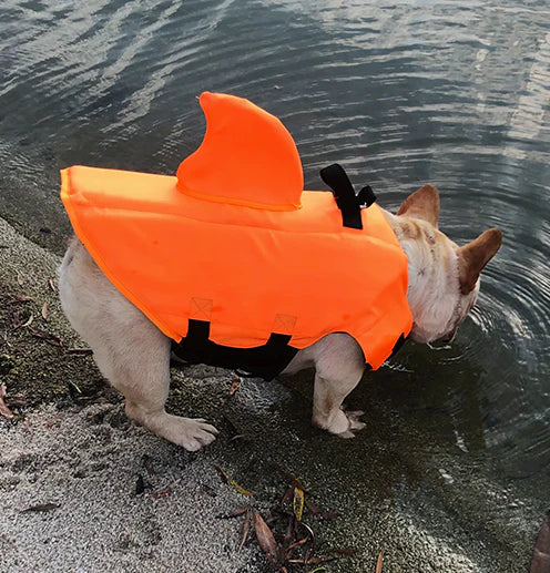 Frenchie-Shark-Life-Vest.jpg