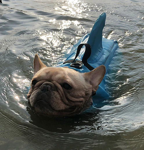 Frenchie-Shark-Life-Vest.jpg