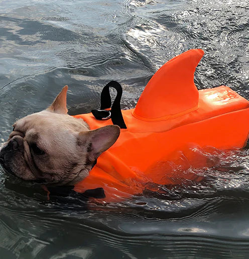 Frenchie-Shark-Life-Vest.jpg