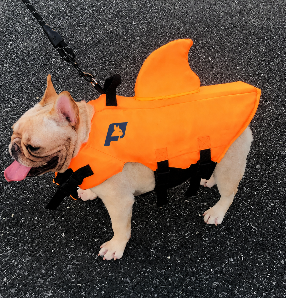 Frenchie-Shark-Life-Vest.jpg