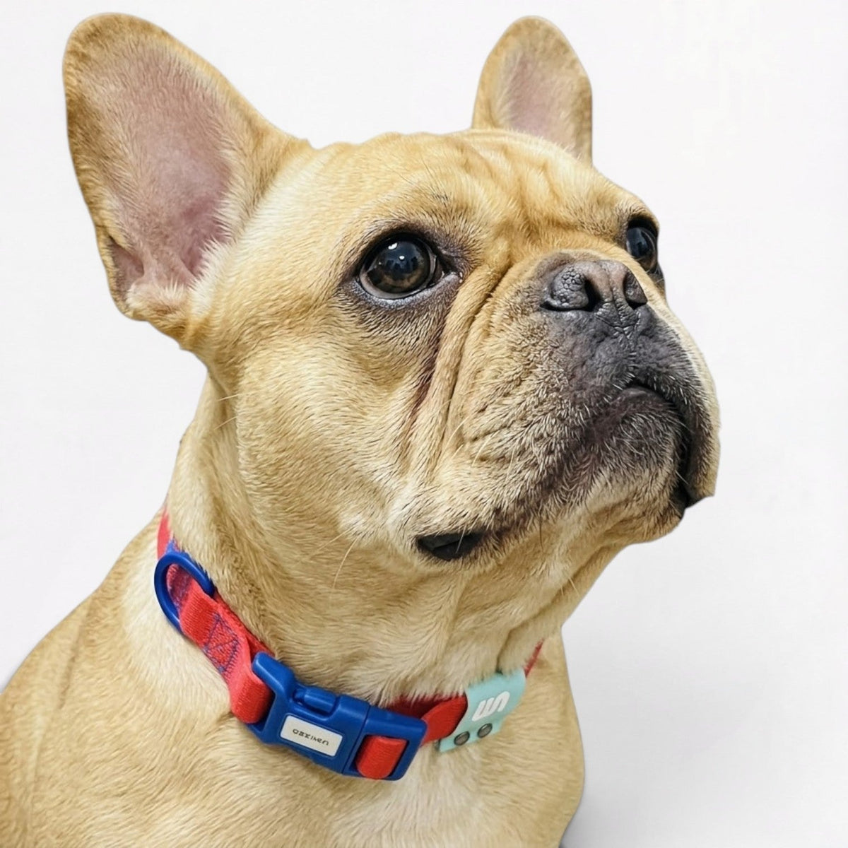 Frenchie-Soft-Reflective-Waterproof-Collar.jpg