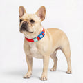 Frenchie-Soft-Reflective-Waterproof-Collar.jpg