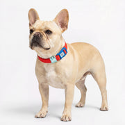 Frenchie-Soft-Reflective-Waterproof-Collar.jpg