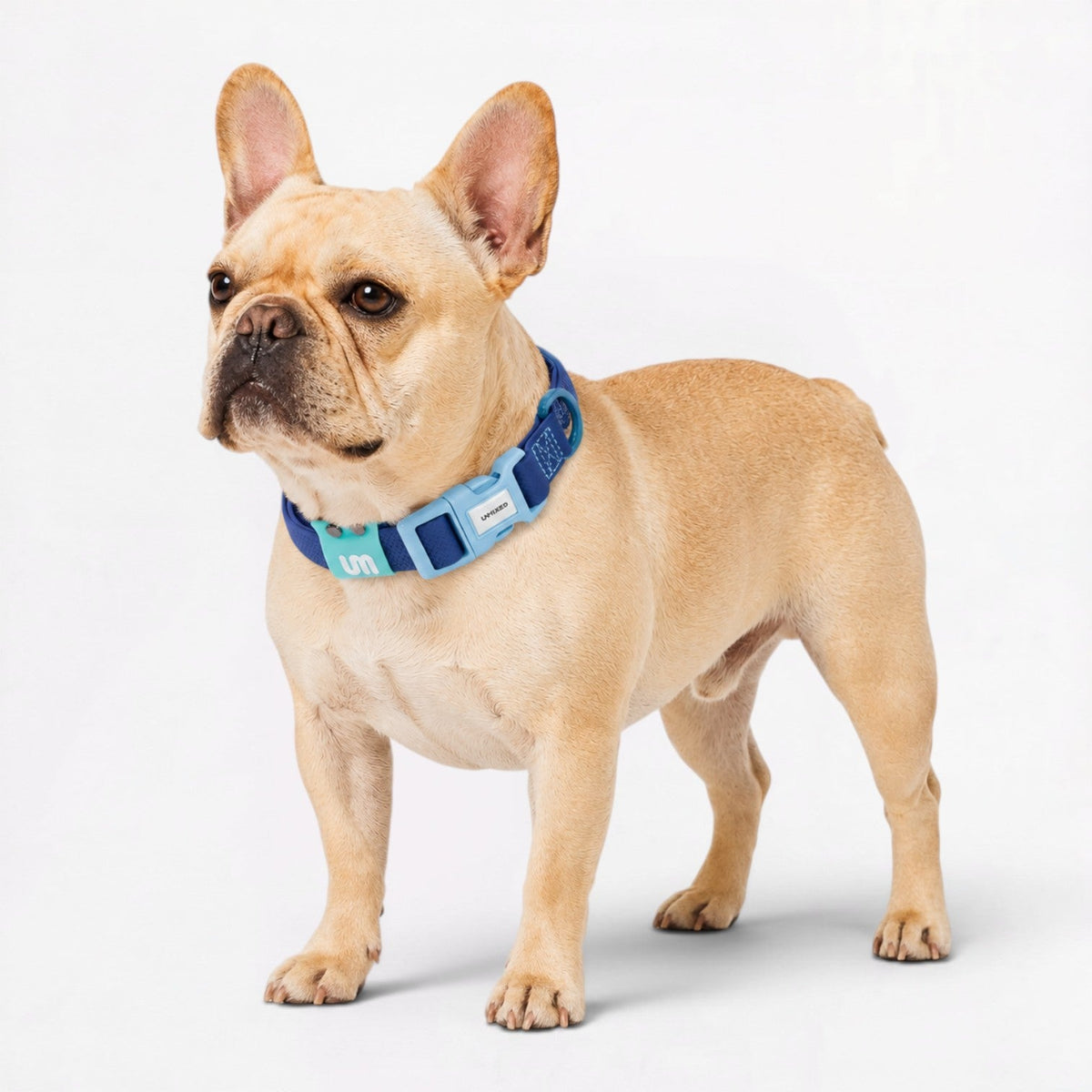 Frenchie-Soft-Reflective-Waterproof-Collar.jpg