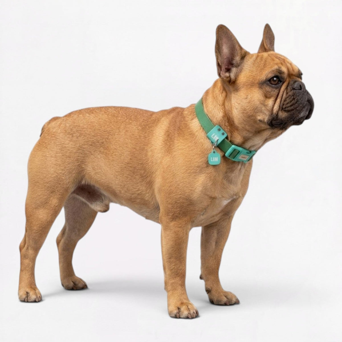 Frenchie-Soft-Reflective-Waterproof-Collar.jpg