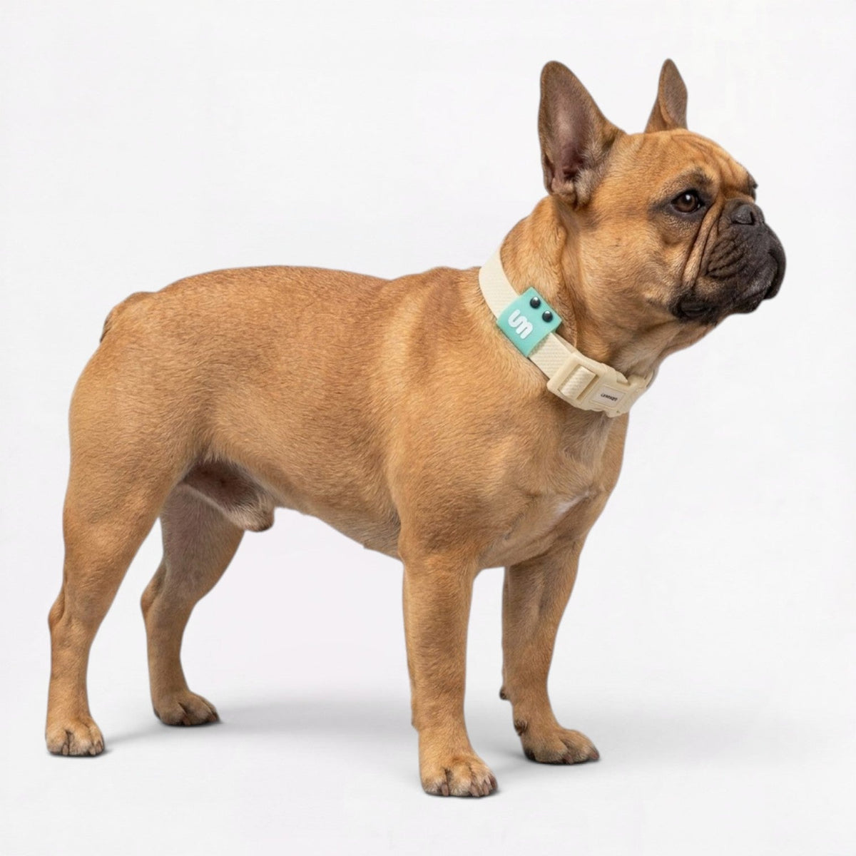 Frenchie-Soft-Reflective-Waterproof-Collar.jpg