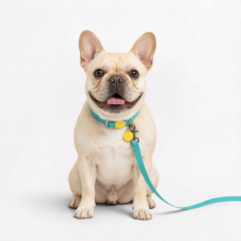 Frenchie-Waterproof-Collar-Leash-Set.jpg