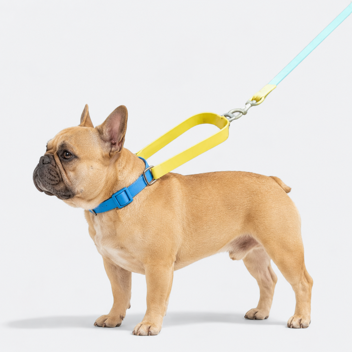 Frenchie-Waterproof-PVC-Collar-Leash-Set.jpg