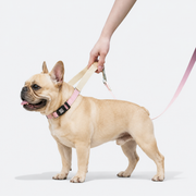 Frenchie-Waterproof-PVC-Collar-Leash-Set.jpg