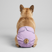 LunAra Frenchie Female Diaper – Adjustable Reusable High-Absorbency Dog Sanitary - Frenchie.us