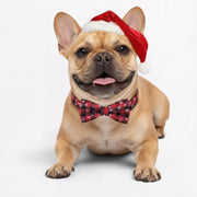 Snowflake-Holiday-Collar-and-Bell-for-French-Bulldog.jpg