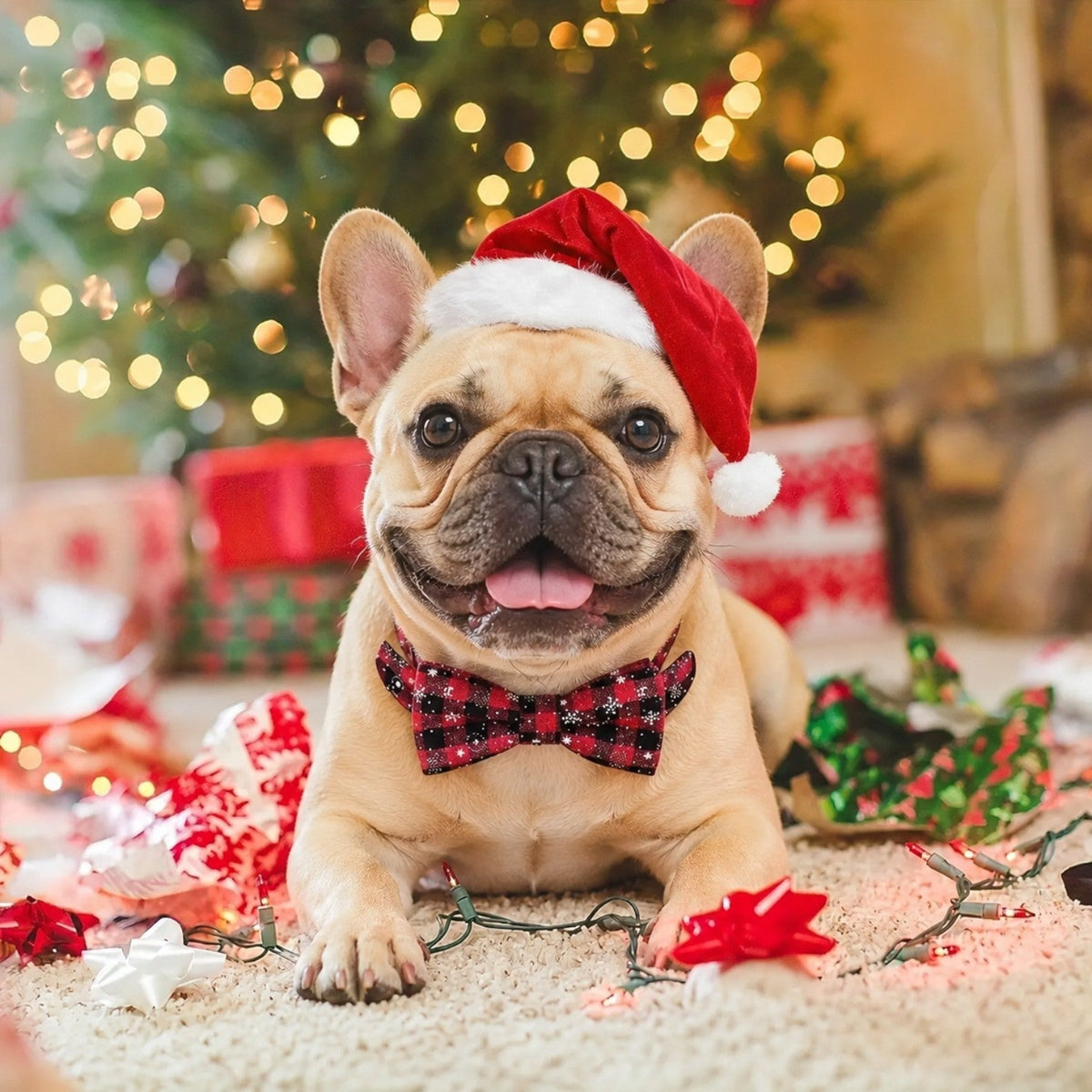 Snowflake-Holiday-Collar-and-Bell-for-French-Bulldog.jpg